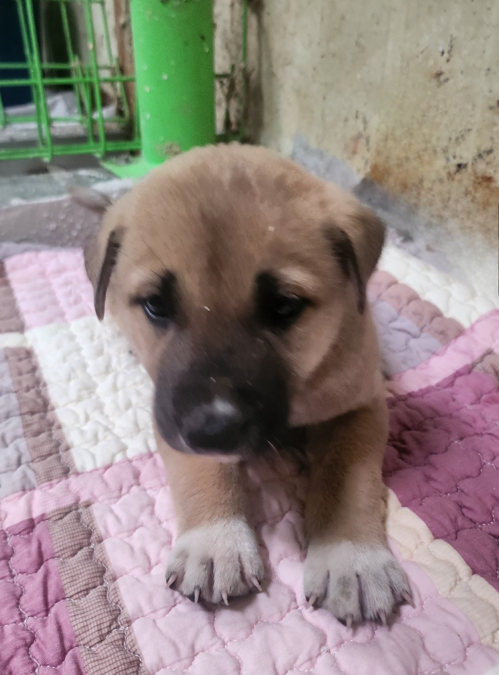 울산유기동물보호센터_431373202401689